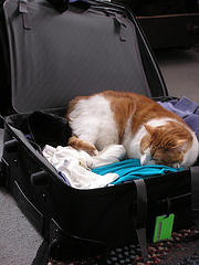 Packing Fun