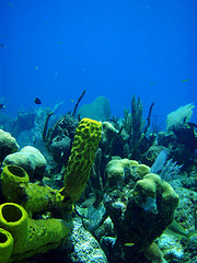 Belize Reef