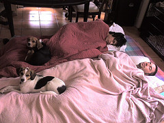 Houseguests