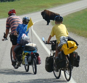 Cycling with bison in British Columbia