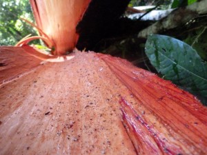the nomadic family in the jungles of ecuador
