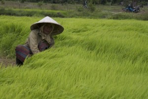 Don Khong